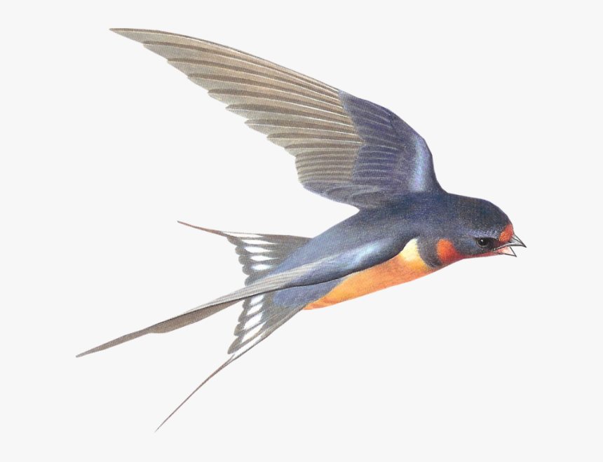 285 2853636 transparent swallows clipart swallow bird transparent background hd